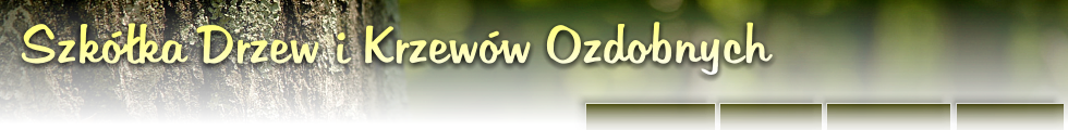 Drzewa, rośliny, kwiaty - Szkółka Drzew i Krzewów Ozdobnych Lichoń Grzegorz